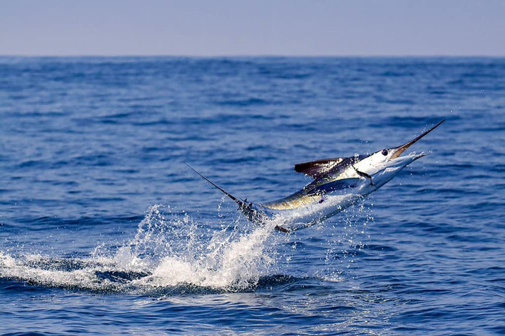 Striped marlin jumping